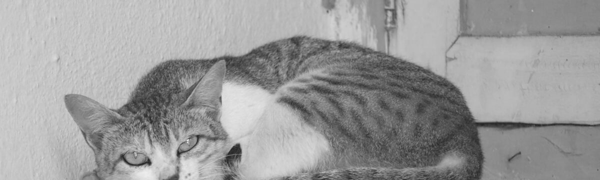 A grey tabby cat lying on a wall, photographed in black and white.